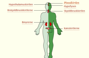Pinealkirtlen Pinealkirtlen
